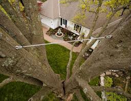 Tree Cabling and Bracing